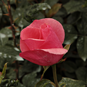 Rosa  Sebastian Schultheis - różowy  - róża wielkokwiatowa - Hybrid Tea